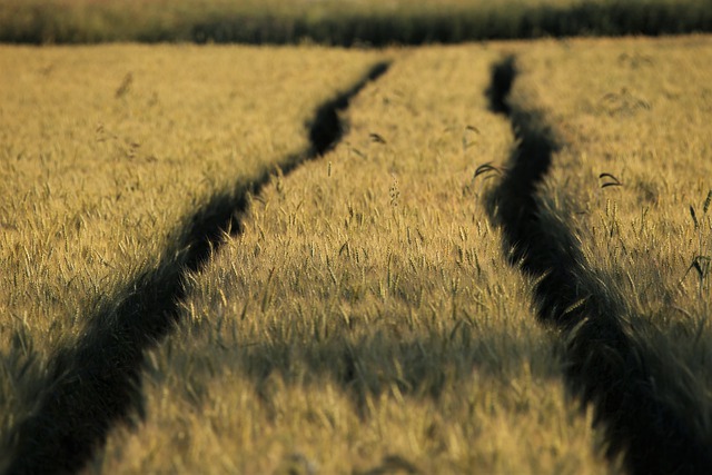 Jak zwiększyć plony z upraw zbóż ozimych?
