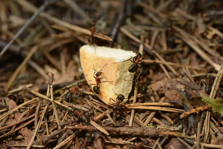 Profesjonalne usuwanie mrówek