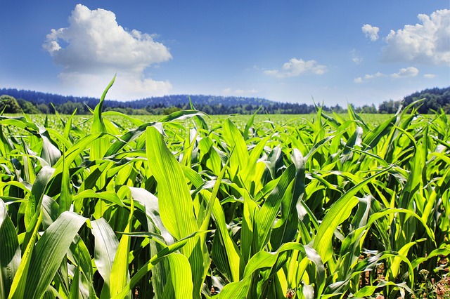 Zabiegi herbicydowe na wiosnę dla zbóż ozimych - sprawdź najlepsze rozwiązania!