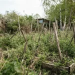 Zaniedbana działka warzywna porośnięta chwastami przed założeniem uprawy